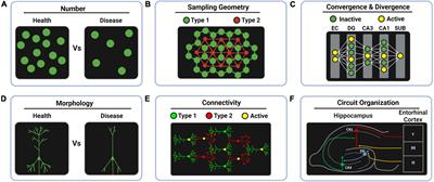 Fluorescent transgenic mouse models for whole-brain imaging in health and disease